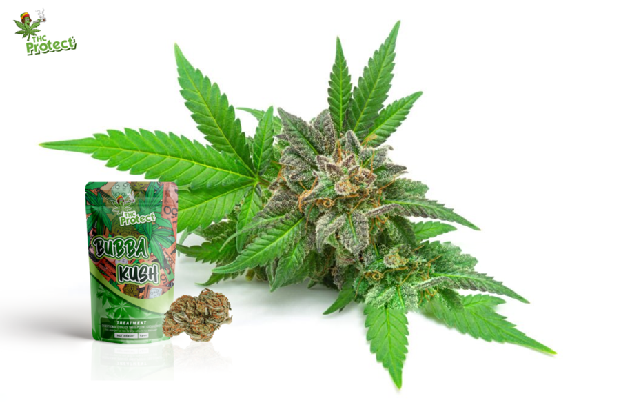 Guida completa per scegliere il miglior Bubba Kush CBD