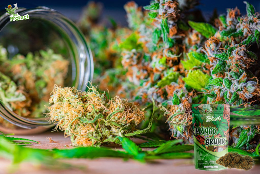 Fiore di Mango Skunk CBD: la scelta ideale per i principianti?